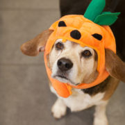 Elderly beagle wearing jack-o-lantern hat looking at camera