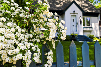 Lilac bushes and fence with house in background