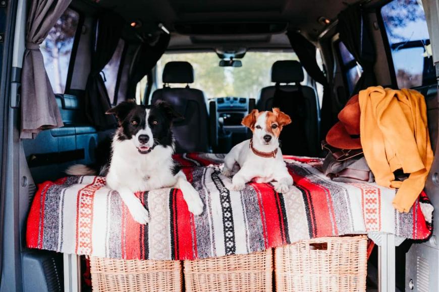 Dogs in back of vehicle